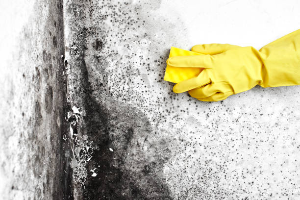 Best Mold Removal Company Near Me  in Cedar Hill, MO