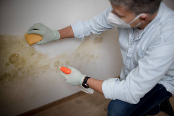 Best Mold Removal Process  in Cedar Hill, MO