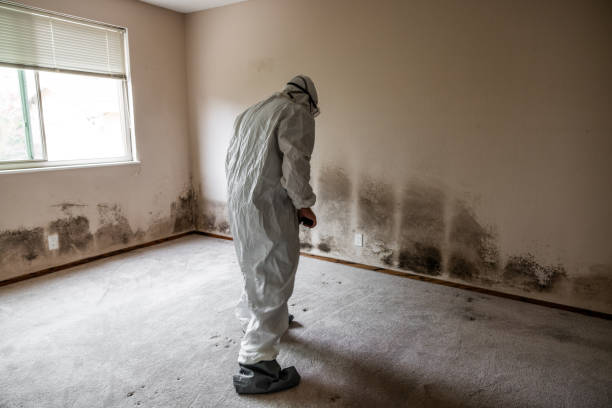 Best Mold Removal Company Near Me  in Cedar Hill, MO