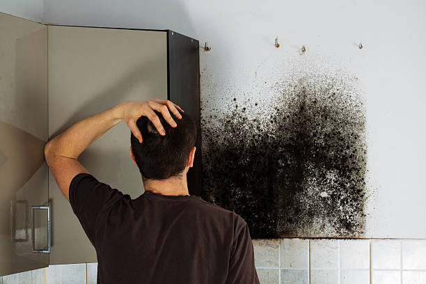 Best Best Mold Removal Companies  in Cedar Hill, MO
