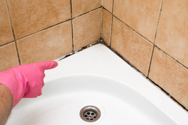 Best Local Mold Removal Service  in Cedar Hill, MO